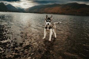 Pet Photography